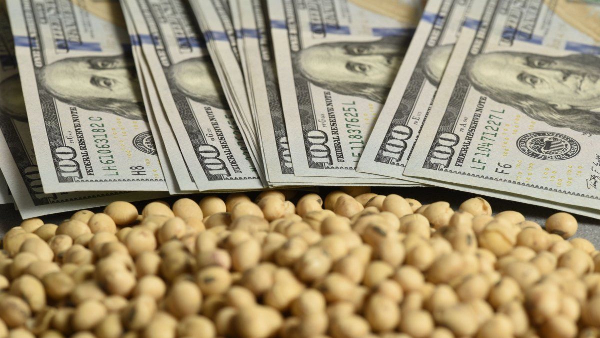Clave para el dólar: estiman que el frío y la falta de lluvias permitirán acelerar la cosecha de soja